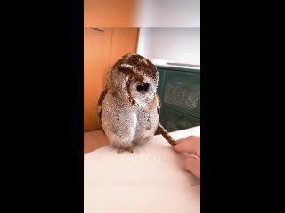 video from telegram